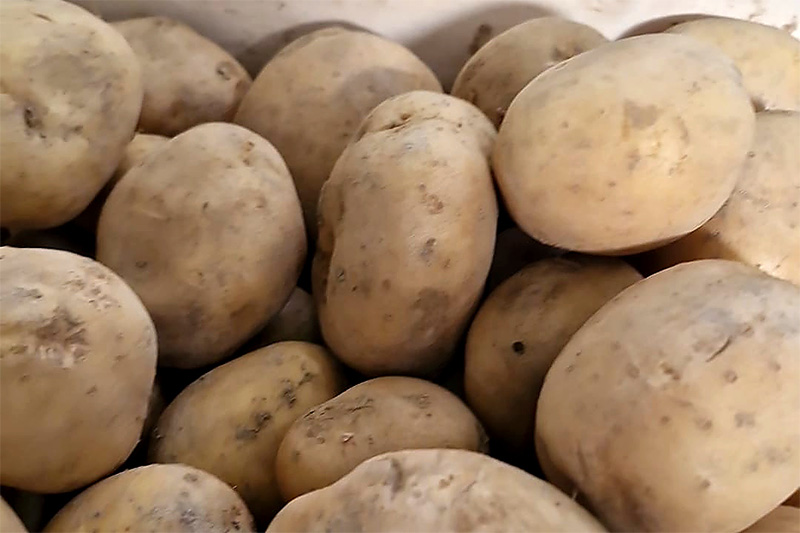 Patate - Italia - 0,70/0,80 euro al chilo
